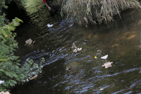 River Gathering